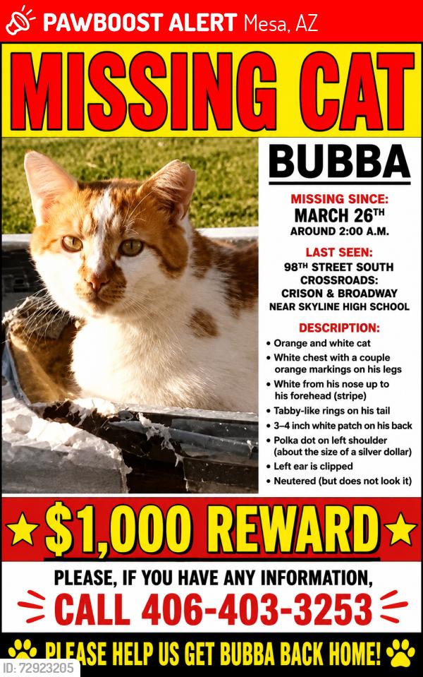 Lost Male Cat last seen Broadway and crismon ,nesr skyline high, Mesa, AZ 85209