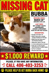 Lost Male Cat last seen Broadway and crismon ,nesr skyline high, Mesa, AZ 85209