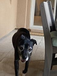 Found/Stray Male Dog last seen No Alma School and Dynamite , Scottsdale, AZ 85262