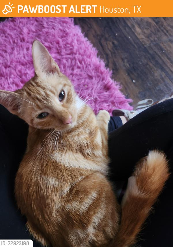 Found/Stray Male Cat last seen Ledge and Minnesota Street, Houston, TX 77075