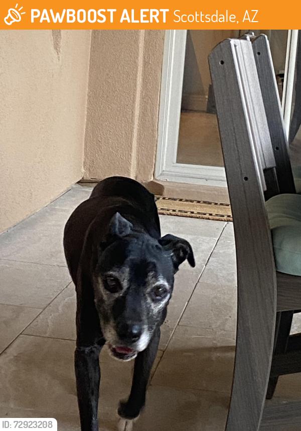 Found/Stray Male Dog last seen No Alma School and Dynamite , Scottsdale, AZ 85262