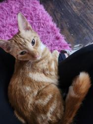 Found/Stray Male Cat last seen Ledge and Minnesota Street, Houston, TX 77075