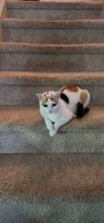 Reunited Female Cat last seen Olive Chapel Park, Apex, NC 27502