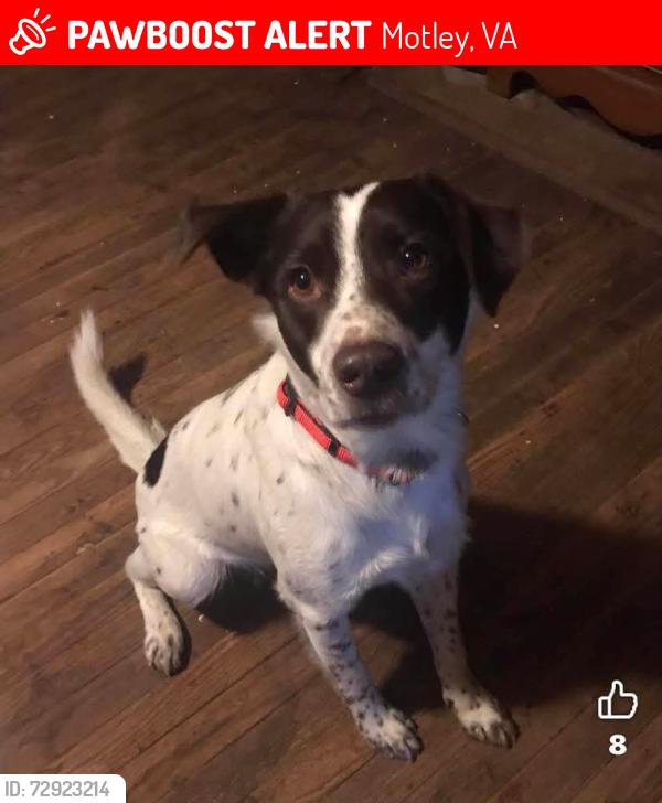 Lost Male Dog last seen Terry ln of rt 29 in hurt, Motley, VA 24563