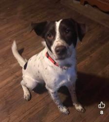 Lost Male Dog last seen Terry ln of rt 29 in hurt, Motley, VA 24563