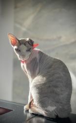 Reunited Female Cat last seen Cliff Dr, 574 , Laguna Beach, CA 92651