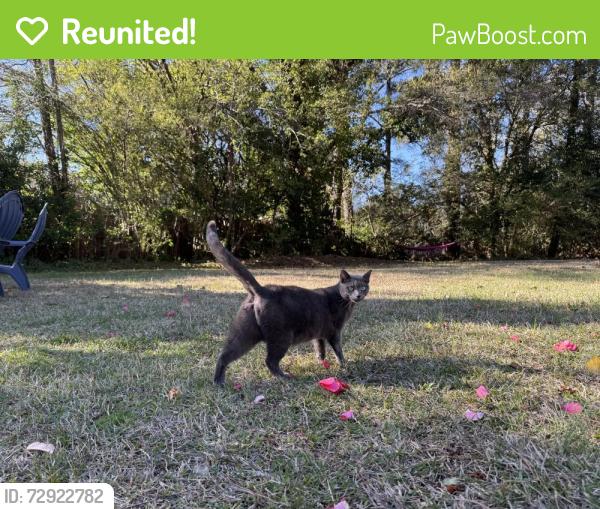 Reunited Female Cat last seen Ridgewood. Neighborhood behind Whole Foods, Raleigh, NC 27607