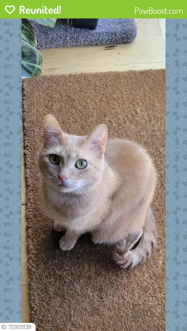 Reunited Female Cat last seen SE Alder Ct and SE 32nd Ave, Portland, OR 97214