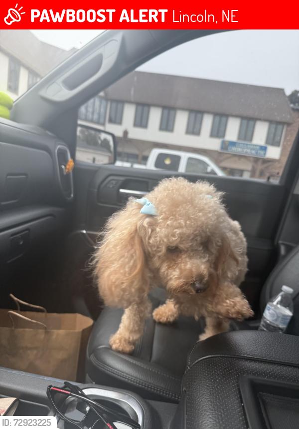 Lost Female Dog last seen Near Campbell elementary school , Lincoln, NE 68521