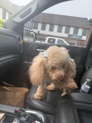 Lost Female Dog last seen Near Campbell elementary school , Lincoln, NE 68521