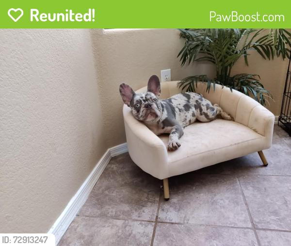 Reunited Male Dog last seen Near to 520 West Anderson Ave , Phoenix, AZ 85023