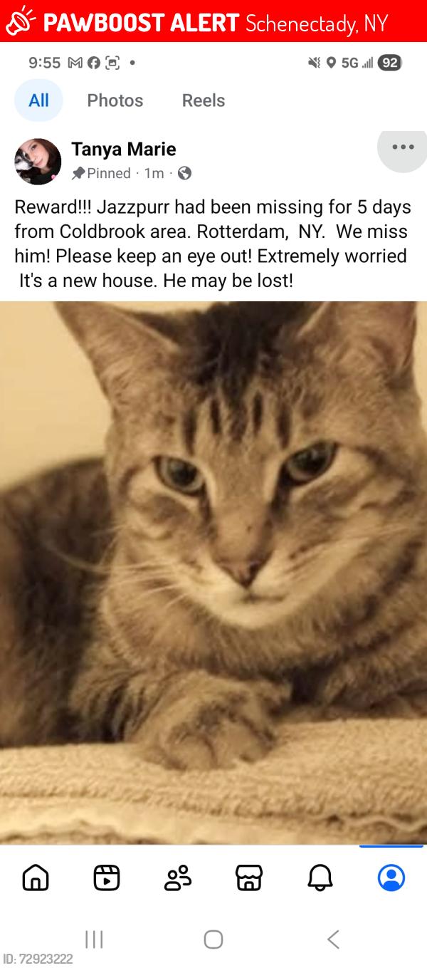 Lost Male Cat last seen Hamburg St, Schenectady, NY 12303