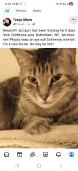 Lost Male Cat last seen Hamburg St, Schenectady, NY 12303
