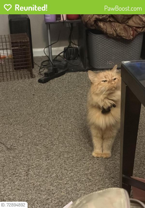 Reunited Female Cat last seen 9 mile & Providence , Southfield, MI 48075