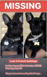 Reunited Male Dog last seen Fruitridge Avenue/ Alder Avenue, Sacramento, CA 95826