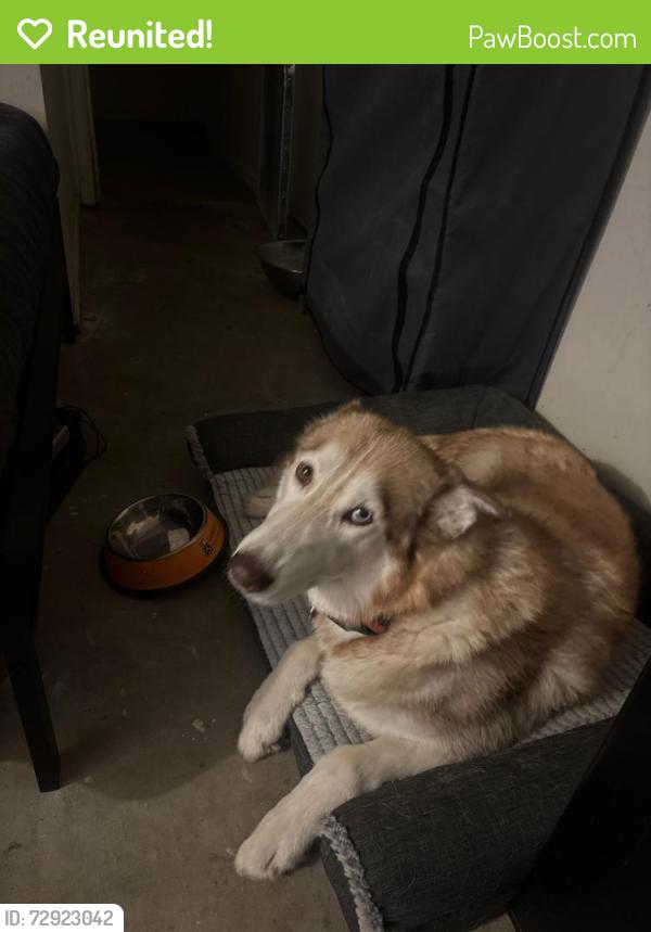 Reunited Male Dog last seen Leon grande Ave. and Santa Elena Rd., Rio Rancho, NM 87124