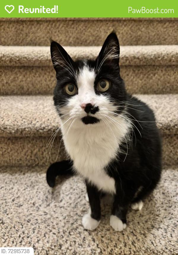Reunited Male Cat last seen Chantal St and Kaicya , Donald, OR 97020