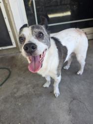 Found/Stray Male Dog last seen Merle Ave, Modesto, CA 95355
