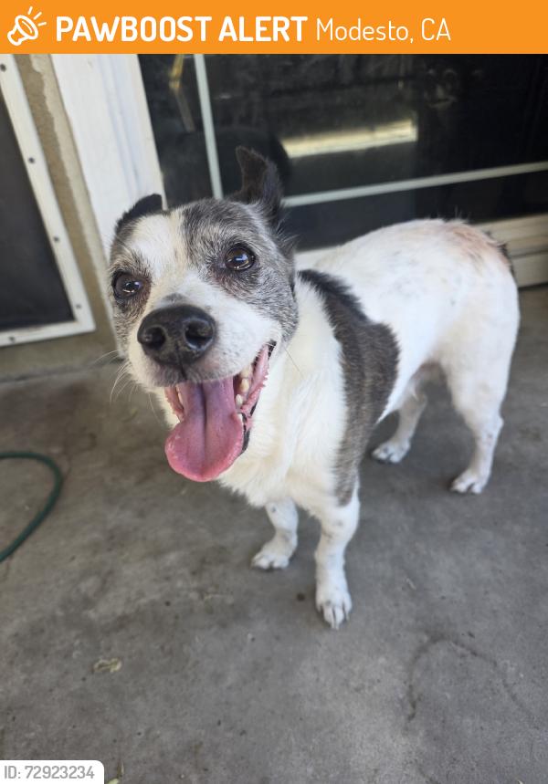 Found/Stray Male Dog last seen Merle Ave, Modesto, CA 95355
