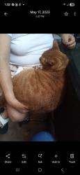 Lost Male Cat last seen Mount Herman , Elizabeth City, NC 27909