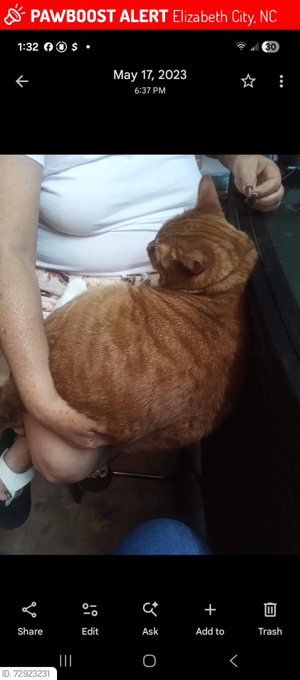 Lost Male Cat last seen Mount Herman , Elizabeth City, NC 27909