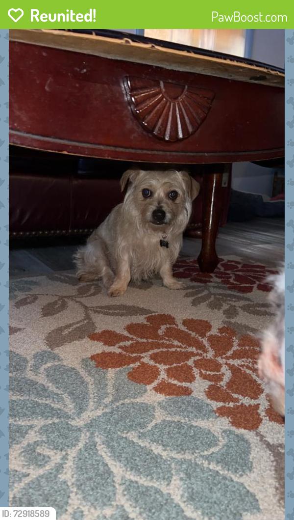 Reunited Female Dog last seen Wright Rd NE, Sandy Springs, GA 30328, USA, Sandy Springs, GA 30328