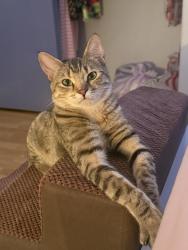 Reunited Female Cat last seen Cheyenne and 215 , Las Vegas, NV 89129