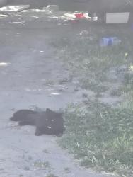 Found/Stray Male Cat last seen Near amity and elder st, Nampa, ID 83686