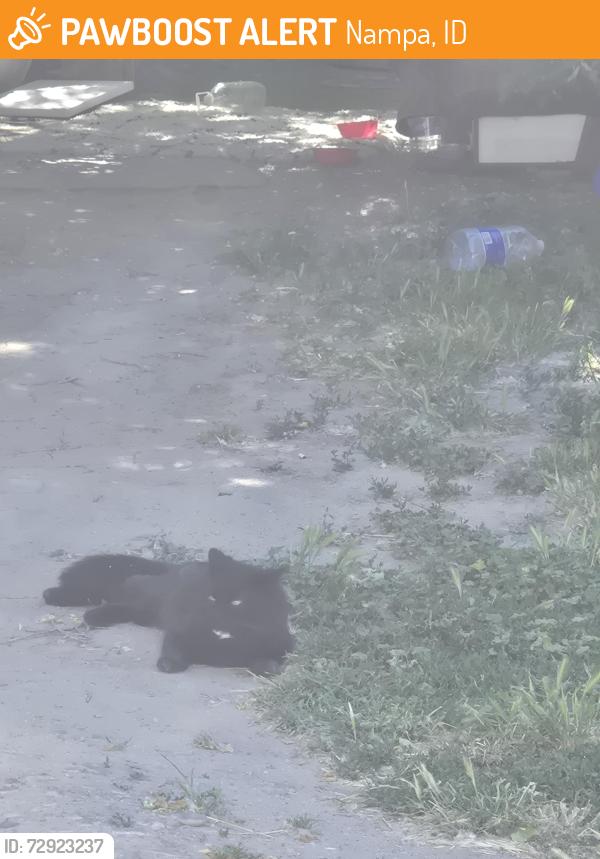 Found/Stray Male Cat last seen Near amity and elder st, Nampa, ID 83686