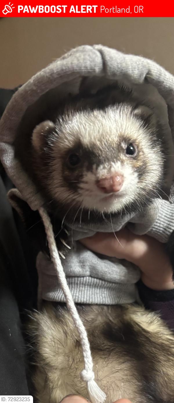 Lost Male Ferret last seen 160th NE Sandy Blvd , Portland, OR 97220