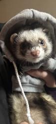 Lost Male Ferret last seen 160th NE Sandy Blvd , Portland, OR 97220