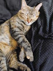 Lost Female Cat last seen Geyer Springs and I -30 frontage Rd, by the State Police , Little Rock, AR 72209