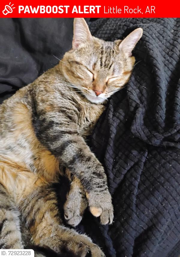 Lost Female Cat last seen Geyer Springs and I -30 frontage Rd, by the State Police , Little Rock, AR 72209