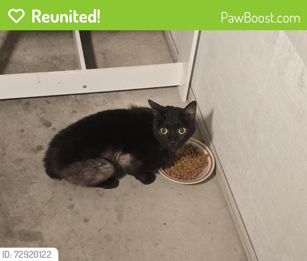 Reunited Unknown Cat last seen 1st Block of Thompson Avenue in Donora, PA , Donora, PA 15033