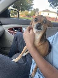 Reunited Female Dog last seen Suffolk Creek Ln, Silver Ranch, Katy, Silver Ranch, TX 77494