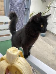 Reunited Male Cat last seen rancho viejo road, village road, eastview court, San Juan Capistrano, CA 92675