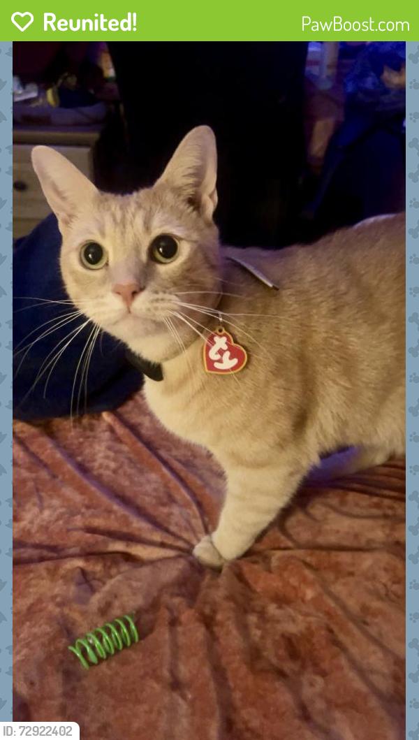 Reunited Male Cat last seen Our house near orchards on Apple valley rd Hendersonville, Hendersonville, NC 28792