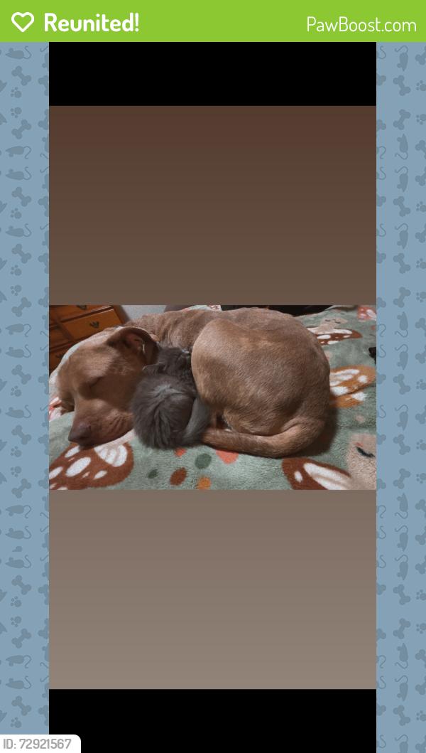 Reunited Male Dog last seen brook glenn rd, Taylors, SC 29687