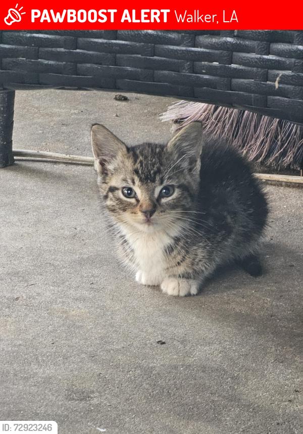 Lost Female Cat last seen Hwy 63, hwy 442, Walker, LA 70785