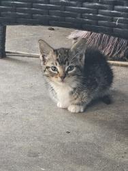 Lost Female Cat last seen Hwy 63, hwy 442, Walker, LA 70785