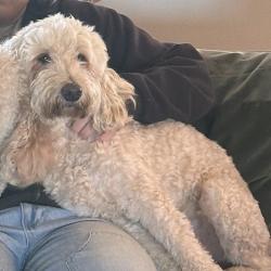 Reunited Male Dog last seen Whitley and elm grove , Wylie, TX 75098