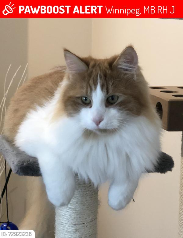 Lost Male Cat last seen Just off the river at Lyndale and St Mary’s , Winnipeg, MB R2H 1J6