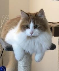 Lost Male Cat last seen Just off the river at Lyndale and St Mary’s , Winnipeg, MB R2H 1J6