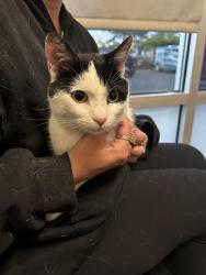 Reunited Female Cat last seen Cedar Glade and Rockport Lane, Naperville, IL 60564