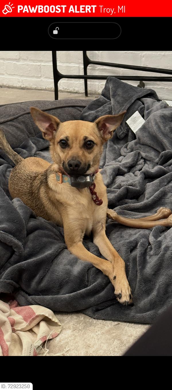 Lost Female Dog last seen Coolidge and Long Lake, Troy, MI 48098