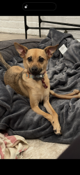 Lost Female Dog last seen Coolidge and Long Lake, Troy, MI 48098