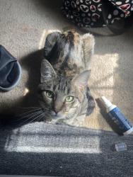 Lost Male Cat last seen Lithia springs, powder springs georgia, Powder Springs, GA 30127