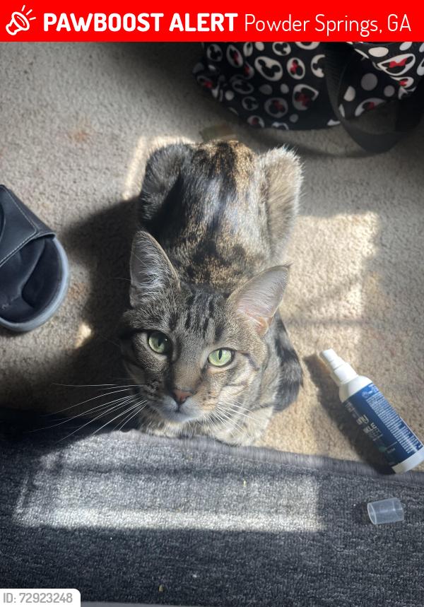 Lost Male Cat last seen Lithia springs, powder springs georgia, Powder Springs, GA 30127