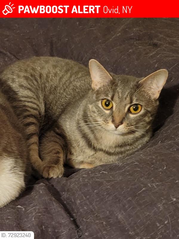 Lost Female Cat last seen Between Chapman and Water Street, near the school, Ovid, NY 14521