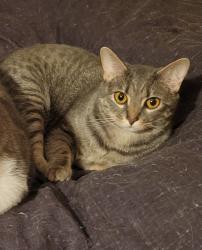 Lost Female Cat last seen Between Chapman and Water Street, near the school, Ovid, NY 14521